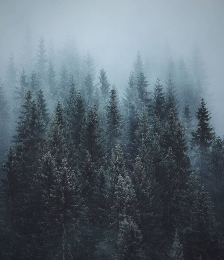 foggy forest.