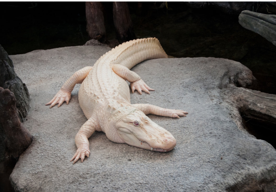 Sad news in the San Francisco animal kingdom. Claude, the albino alligator at the ⁦⁦<a href="/calacademy/">California Academy of Sciences</a>⁩, has died.