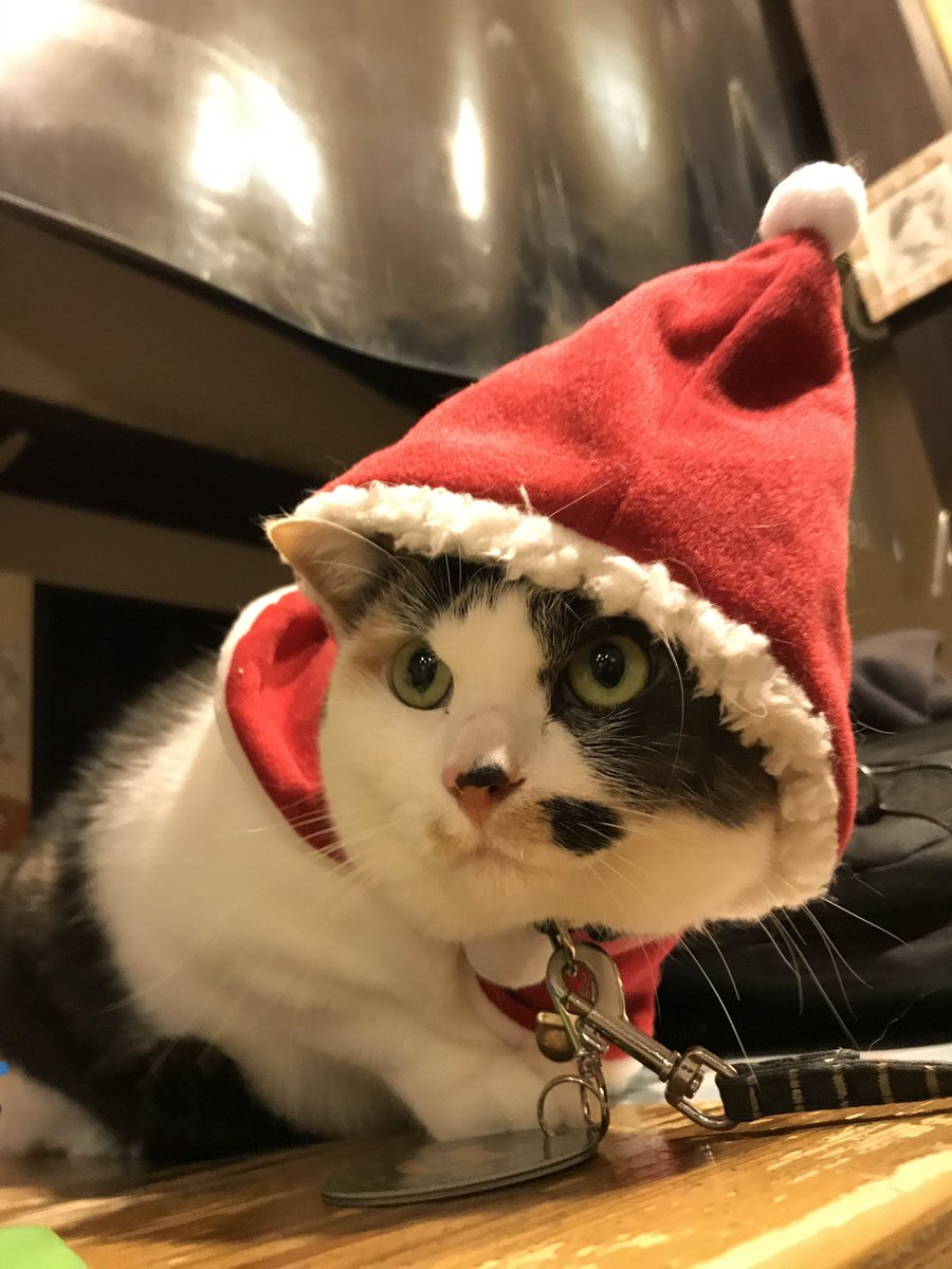 ekichoTAMA's tweet photo. にゃんご！おはようございます。
今日からクリスマス電車運行開始ですにゃんご！セレモニーでは、よんたまちゃんがサンタさん役を務めますにゃんご！ https://t.co/LJTsTydGf0