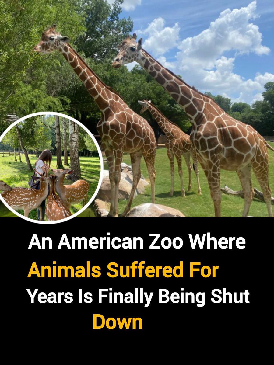 domdyer70's tweet image. They suffered quietly for so long, but today the suffering stops.

After years of reports, complaints and heartbreaking conditions, the Holtsville Ecology Site in Long Island is finally being shut down. The zoo was supposed to be a safe place for rescued animals, but…