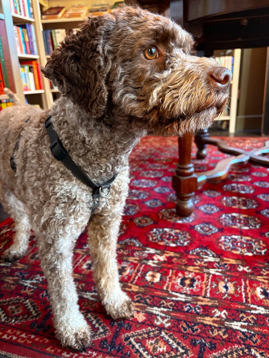 Sherlock & Pages tweet media