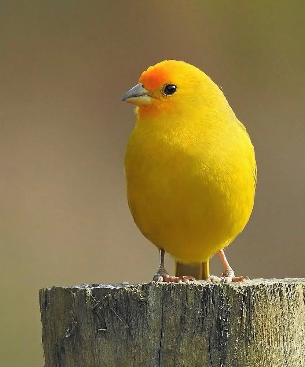 Saffron Finch 

📸: @celsobirds (Instagram) ©️