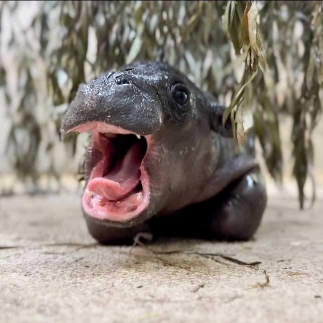 Almost $30,000 (100% of creator fees) have been injected back into <a href="/TanganyikaPark/">Tanganyika Wildlife Park</a> in support of $Mars and endangered species worldwide! 

We didn’t just name a Pygmy Hippo, we stood up an Army behind him for continued support. 

Collecting Pokemon cards is cool, protecting