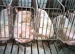 If this disturbs you it’s worth remembering that the majority of pigs alive today go through treatment very similar to this, with the only difference being they’re fully capable of consciousness and suffering while it happens.