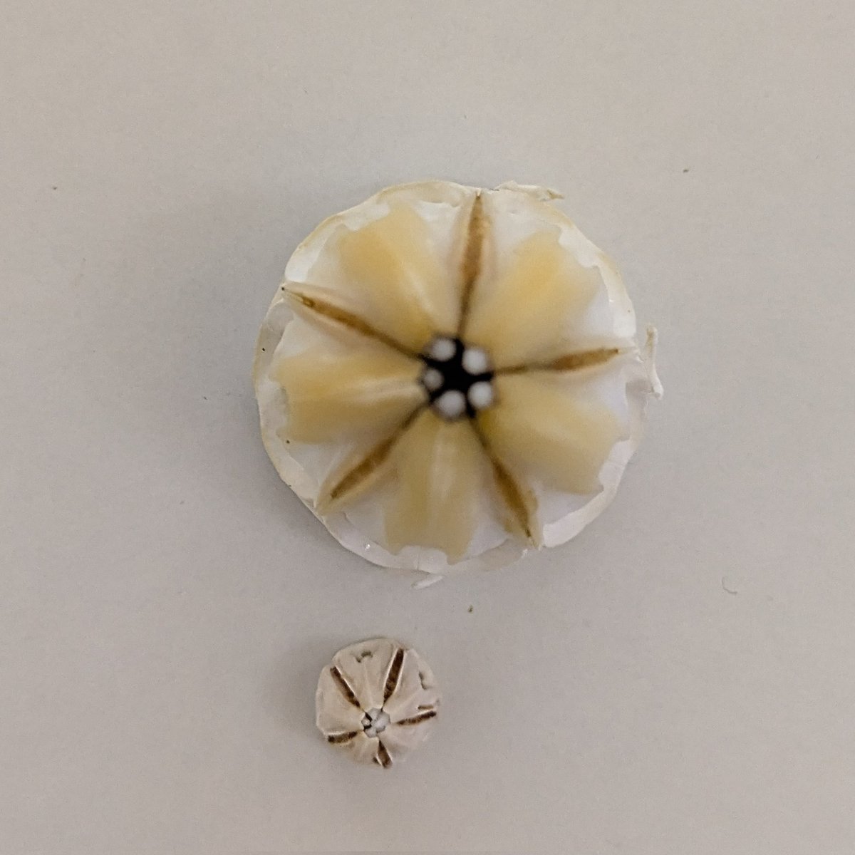 #ビーチコーミング
延々と続くラッパウニの処理💧アリストテレスのランタンを取り出すも綺麗にしようと筋を取ると分解し歯も取れる💧3枚目は取れた歯、4枚目の小さい方はムラサキウニのランタン。大きさの違いがよく分かる。真っ白にするのは冒険過ぎる。