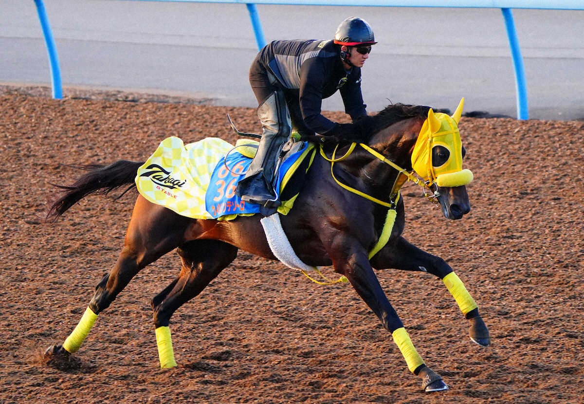 Mukoyama@キタサンブラック産駒応援アカウント (@Kitasanblacksan