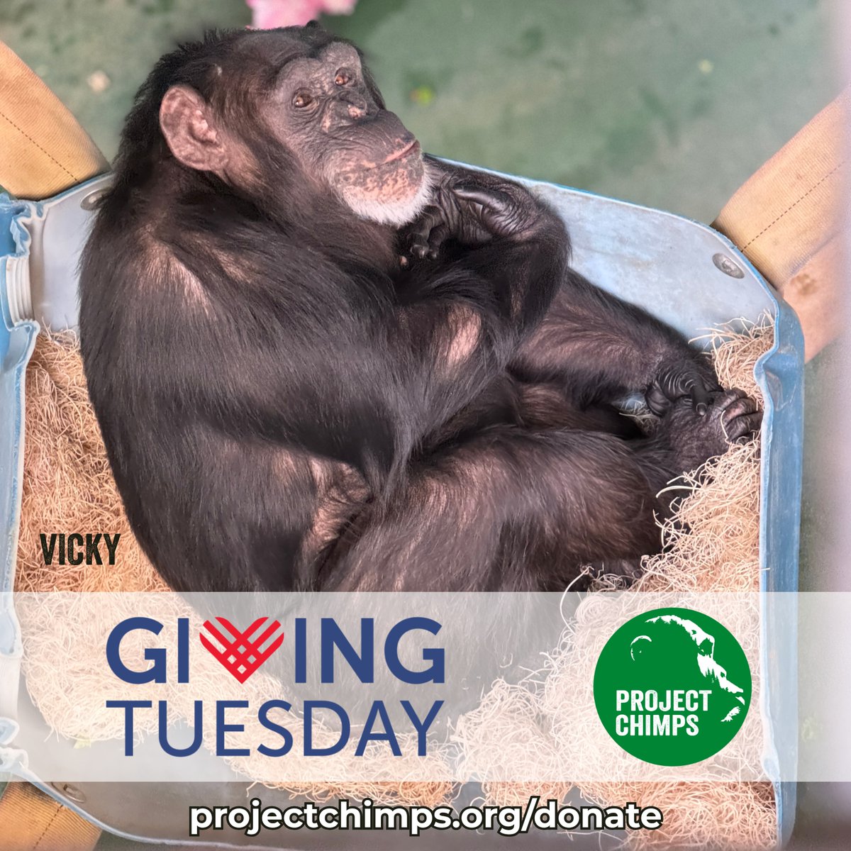 projectchimps's tweet image. Vicky spent her first 18 years in a research environment. And, when she finally came to sanctuary in 2022, she had the opportunity to go outside... but didn't. Until earlier this year when care staff tried something a little different!

#GivingTuesday

projectchimps.org/first-time-out…