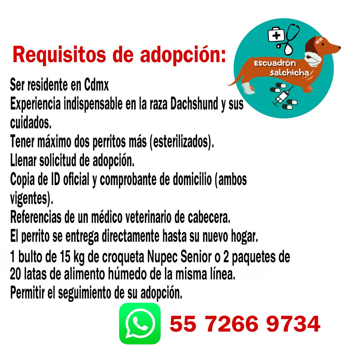 #AdopciónResponsable
Rafael🤎
Macho Dachshund, 8 años aprox.
Esterilizado, vacunado y desparasitado.
Convive con otros perros, no le gustan los gatos. 
Es un gran compañero para las caminatas matutinas y nocturnas, amoroso, protector. Ama recostarse en el sillón...
Adopción Cdmx