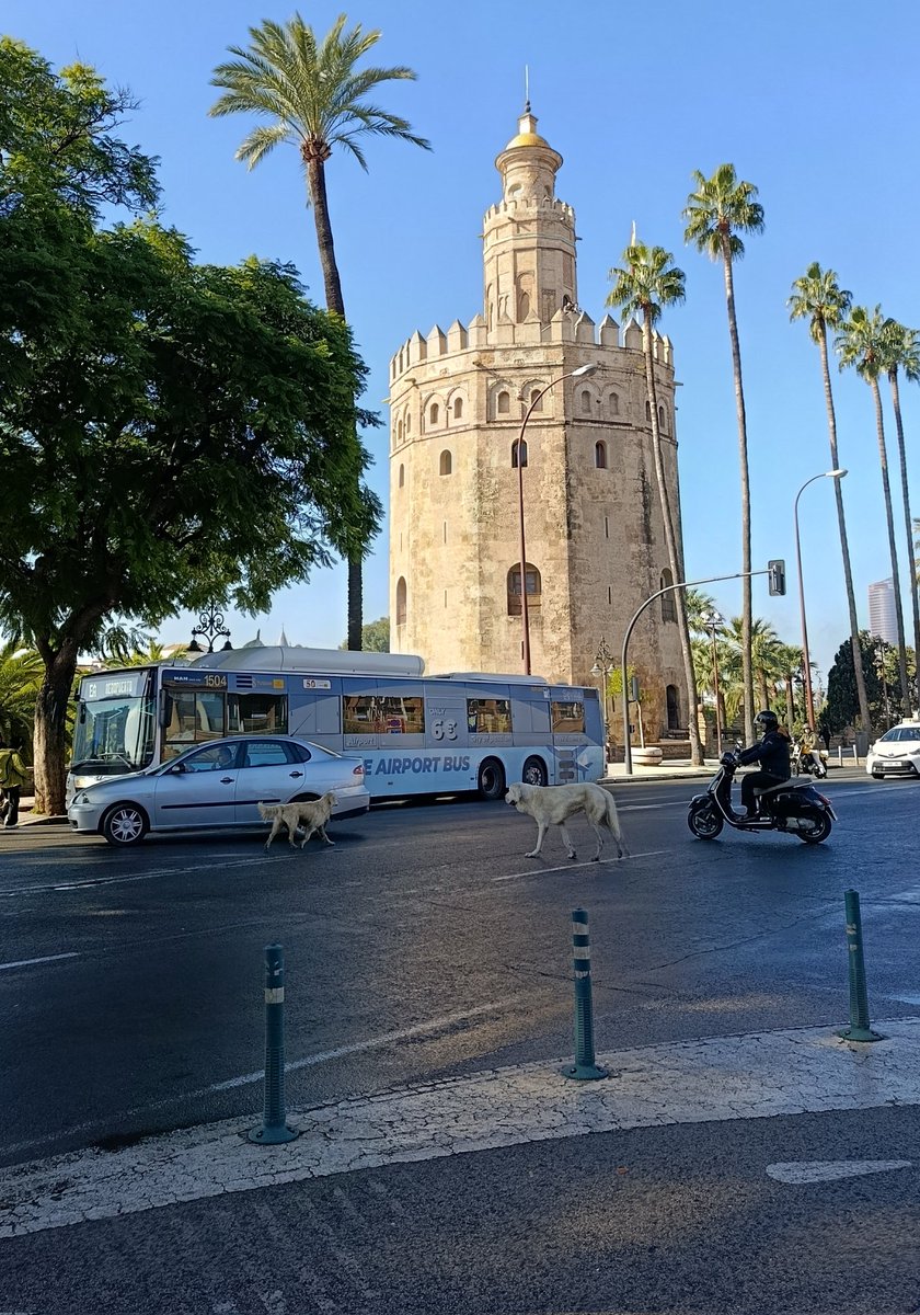 | Jesús Ramos tweet media