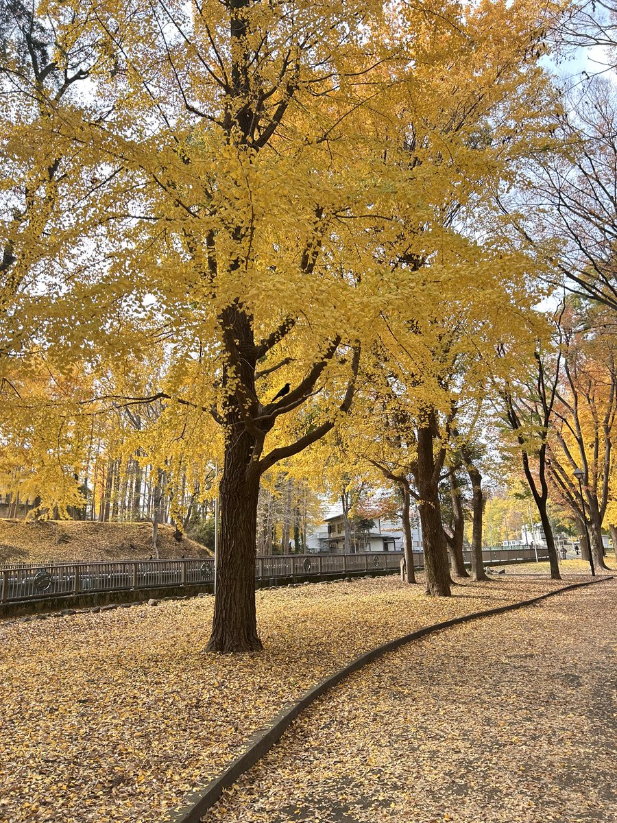 #日めくりカレンダー 
#日めくり書写 
#HASE硝子工房
#ハセニブ 
近所の公園のイチョウがとてもキレイでした❣️