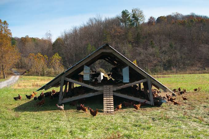 Polyface Farm (@polyface_farms) on Twitter photo 