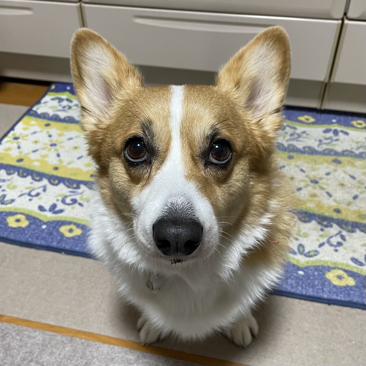 fuuuucancan's tweet image. 今朝のヨーグルト待ち🐶❤️

#コーギー
#corgi