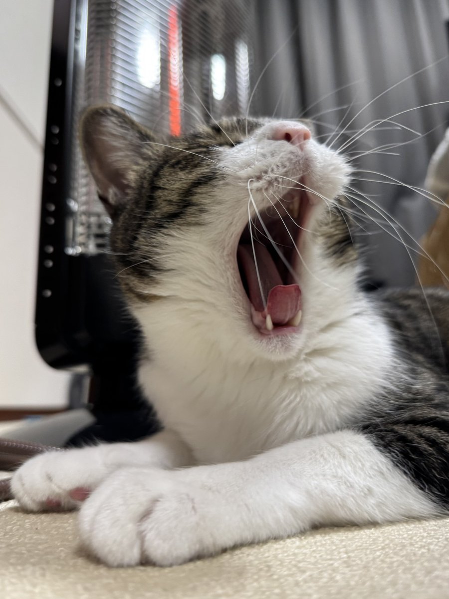 ぎんのねこ (@ginnonekoch) / Posts / X