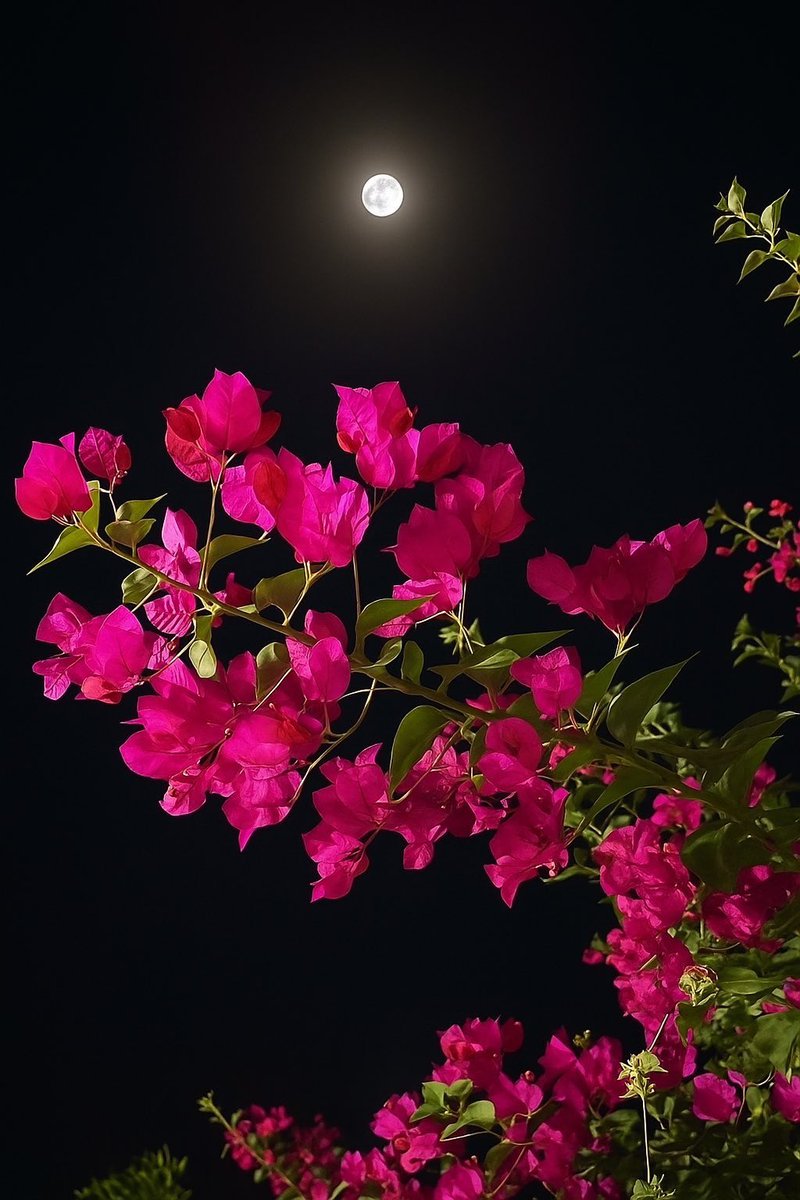 احبك تشهد القمرا