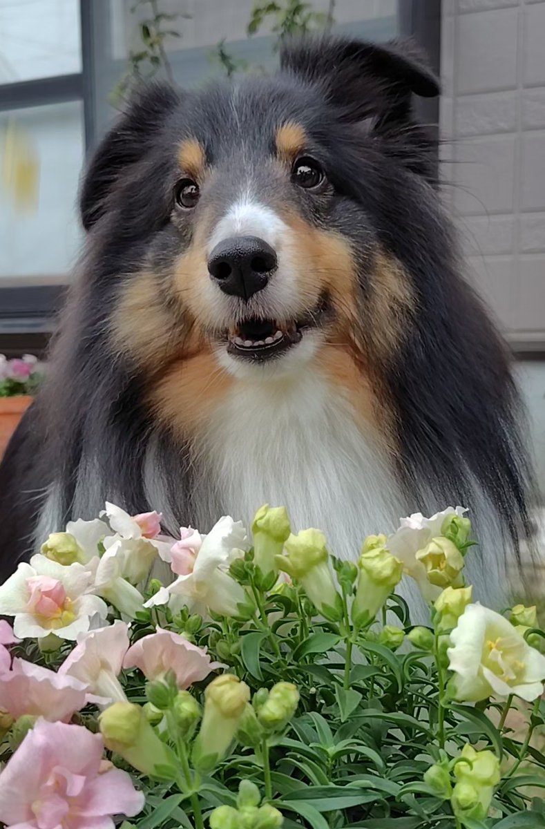 ルーク (@LuckyLeonLuke) / Posts / X