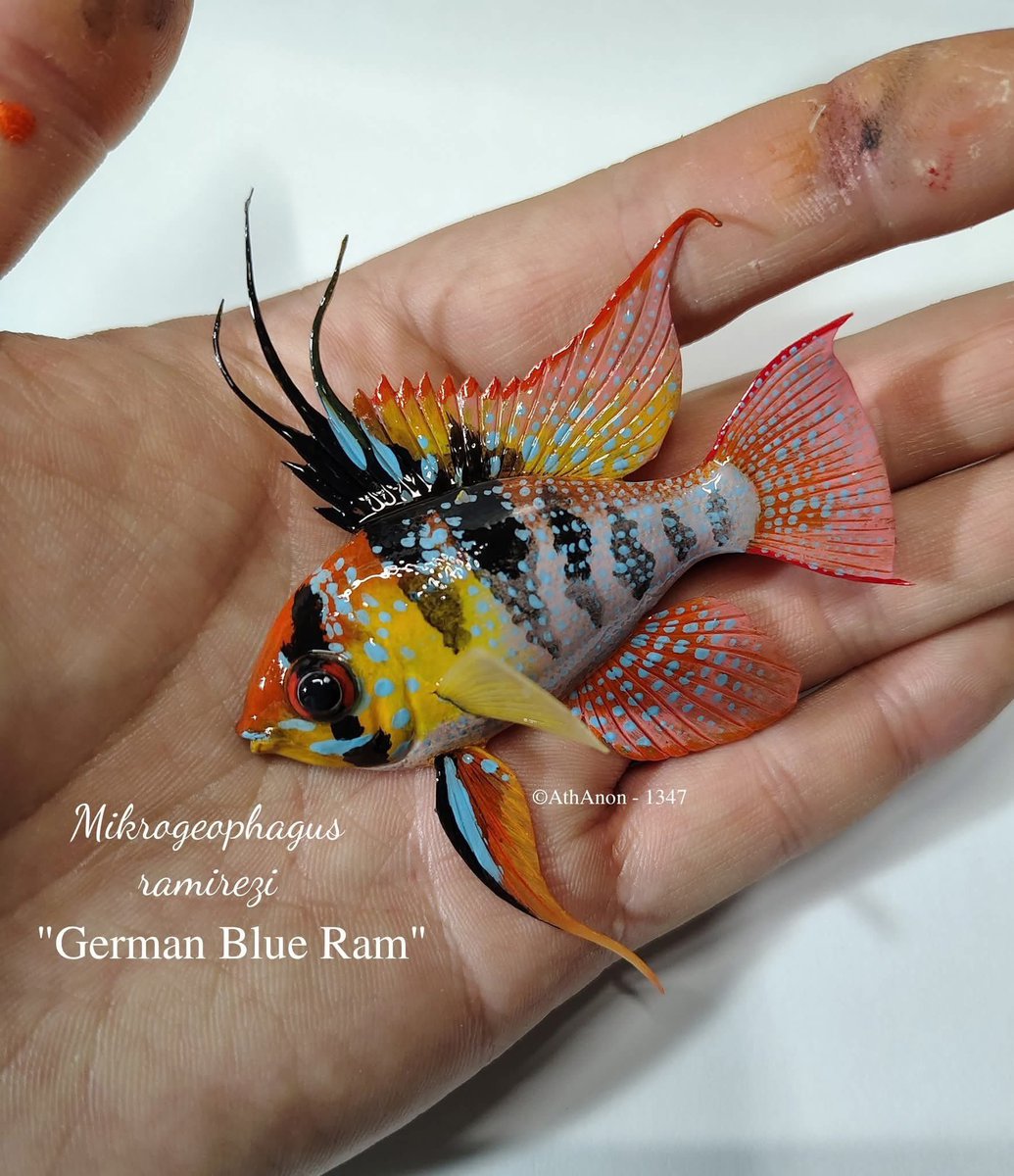 Sanat Eseri ❤️‍🔥❤️‍🔥

📷 AtheriniformesAnonymous134 🤝
.
.
#ramirezi #aquarium #fish #fishtank #aquarismo #aquariophilie #cichlid #aquascape #amazonia #aquariumhobby #discusfish #plantedtank #tropicalfish #aquarismobrasil #discus #discusacuarium #discuslife #fishlife #keşfet