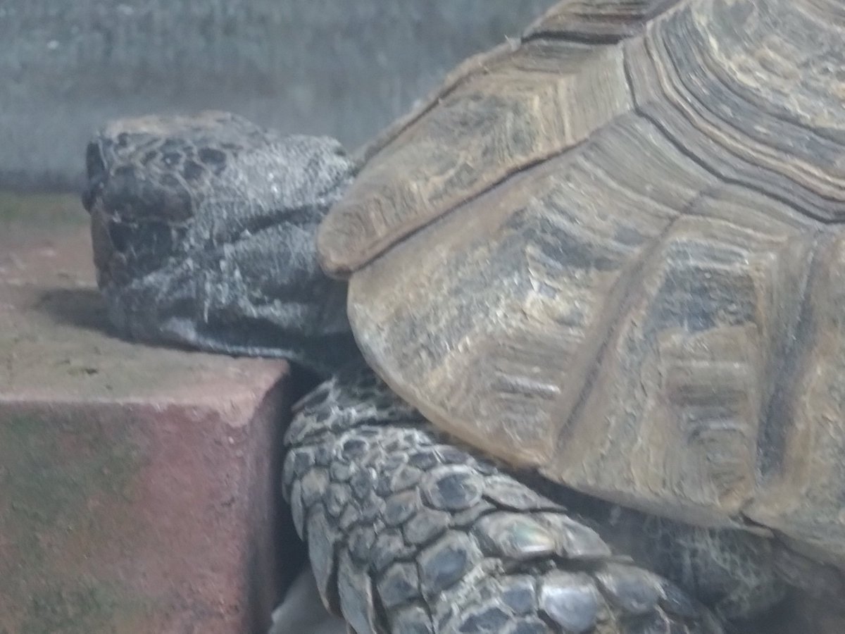 かめきち (@testudo216) / Posts / X