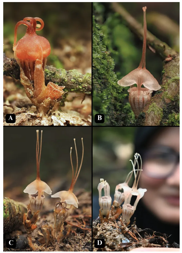 【幻の新種ランプ花、発見される】
クアラルンプール郊外の人気キャンプ場で、妖精のランプのような新種植物「Thismia selangorensis」が見つかった。高さ約10cm、桃色の花冠を持つ菌従属栄養植物で、葉緑素を持たず、菌類から栄養を得て生育する。