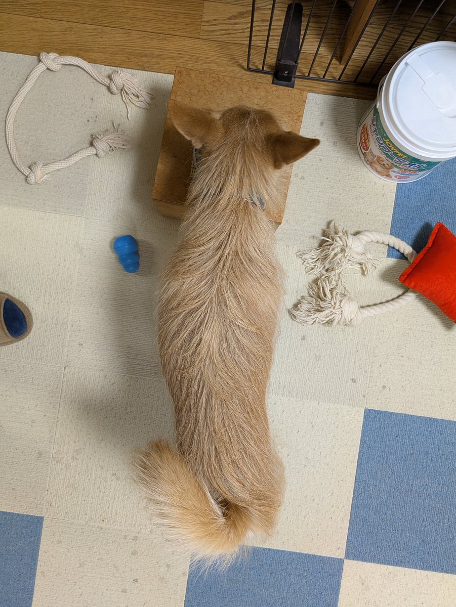 犬ちゃん (@dogchan1010) / Posts / X