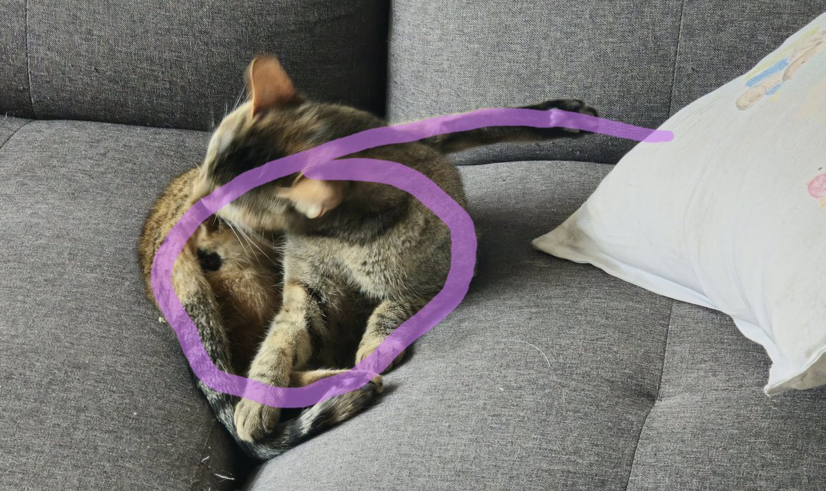 cornposting's tweet photo. One is heart shaped because he is an angel and full of love

The other carries the number of the beast because she is only evil (she moved Corn out of his spot)

#CatsOfTwitter #cats #Caturday https://t.co/dPUxBiWzT3