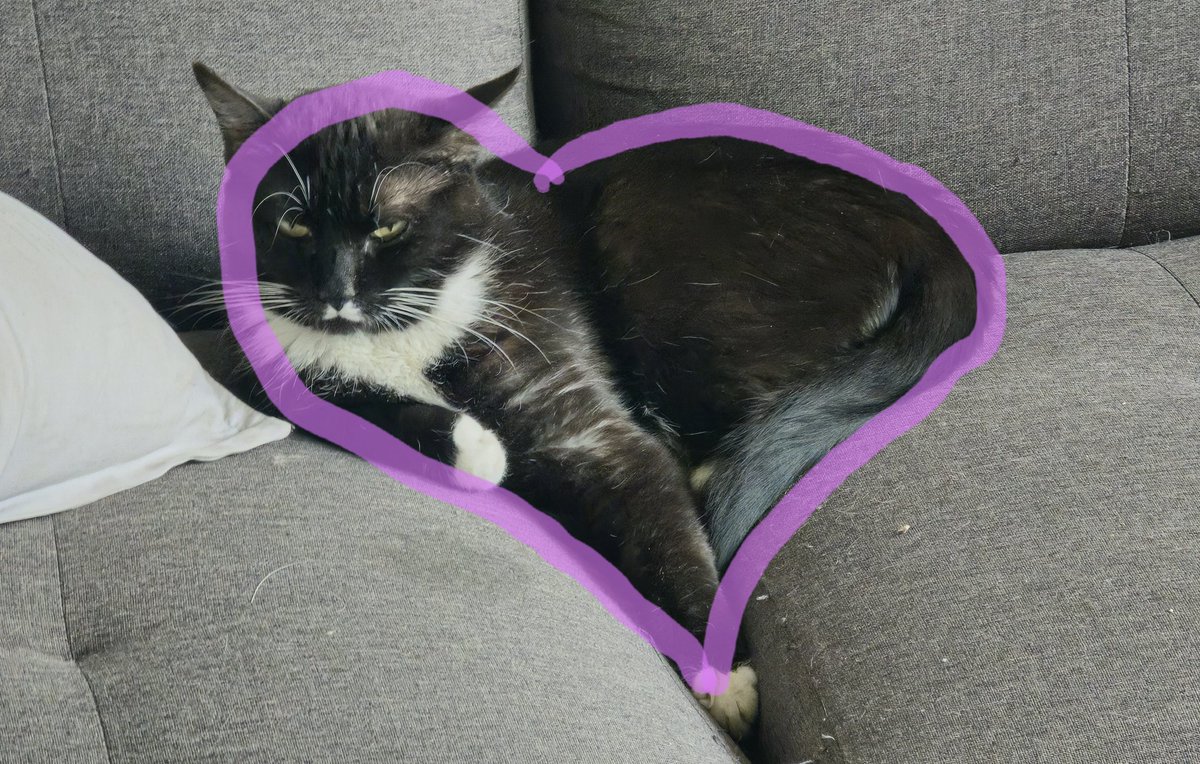 cornposting's tweet photo. One is heart shaped because he is an angel and full of love

The other carries the number of the beast because she is only evil (she moved Corn out of his spot)

#CatsOfTwitter #cats #Caturday https://t.co/dPUxBiWzT3