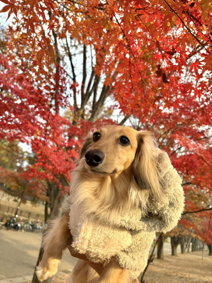 絵 題   犬と紅葉 AI生成画像】紅葉と元気な犬のイラスト素材 [107862671] - PIXTA