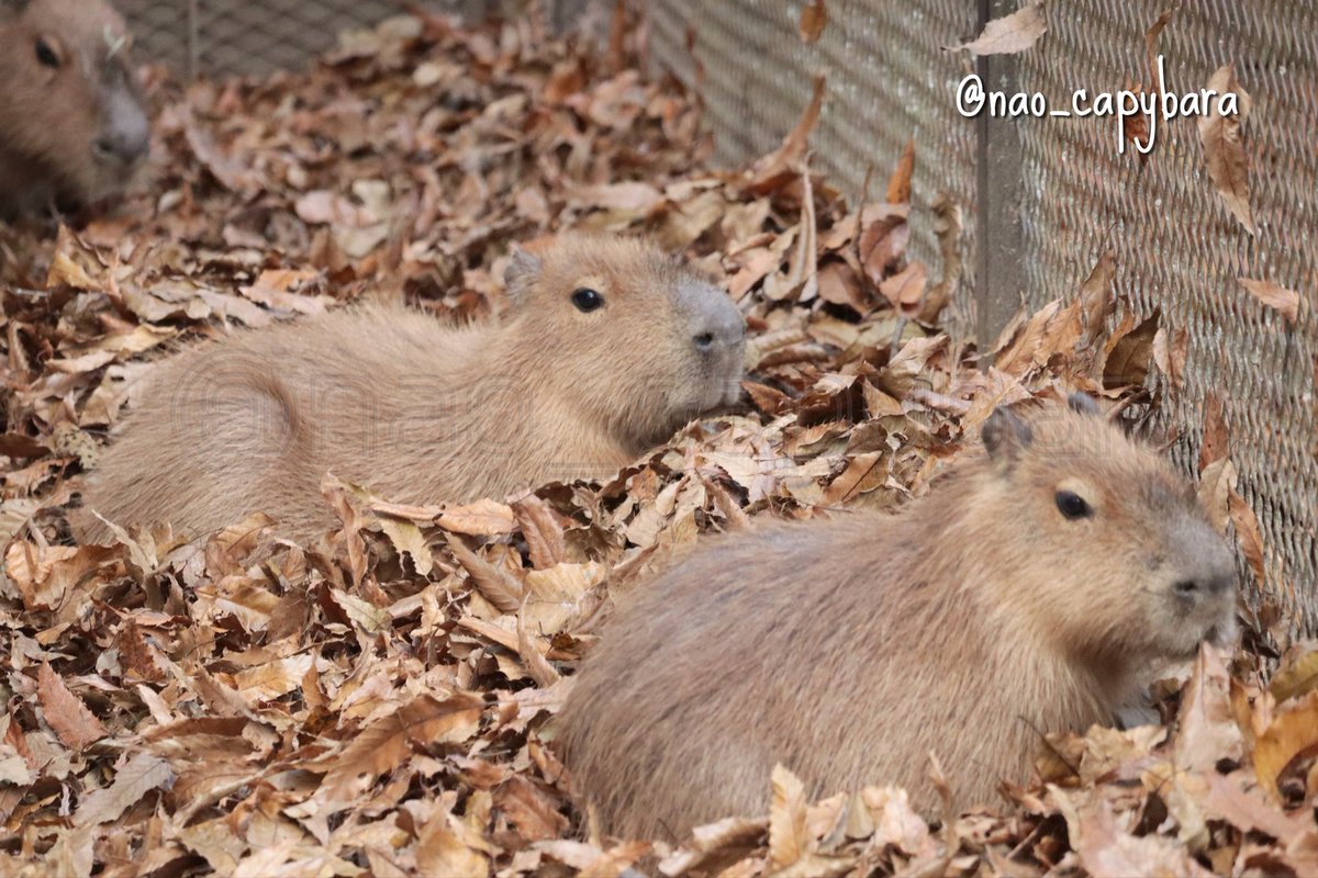 けろけろ (@capyanimal) / Posts / X