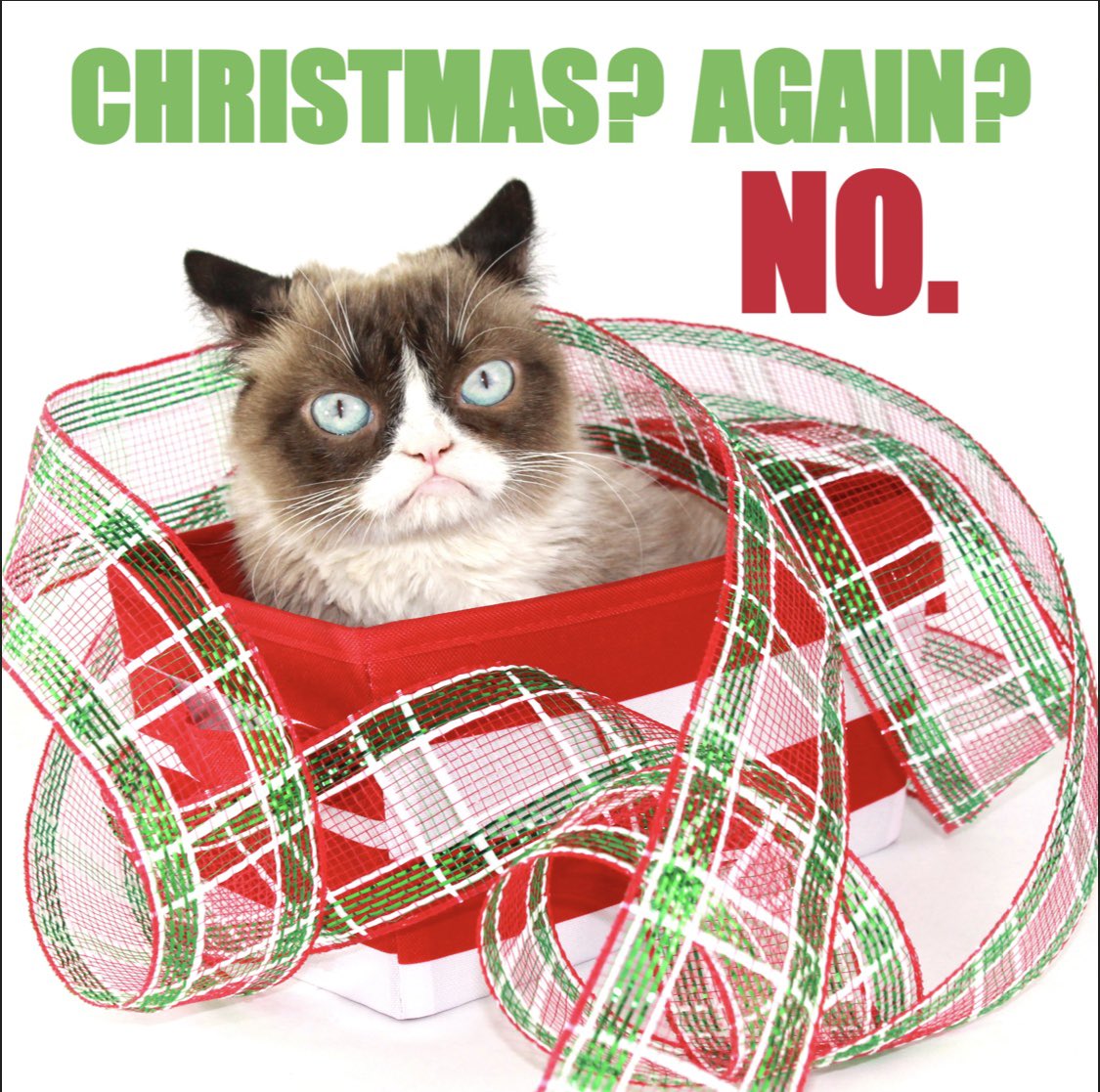 Grumpy Cat tweet media