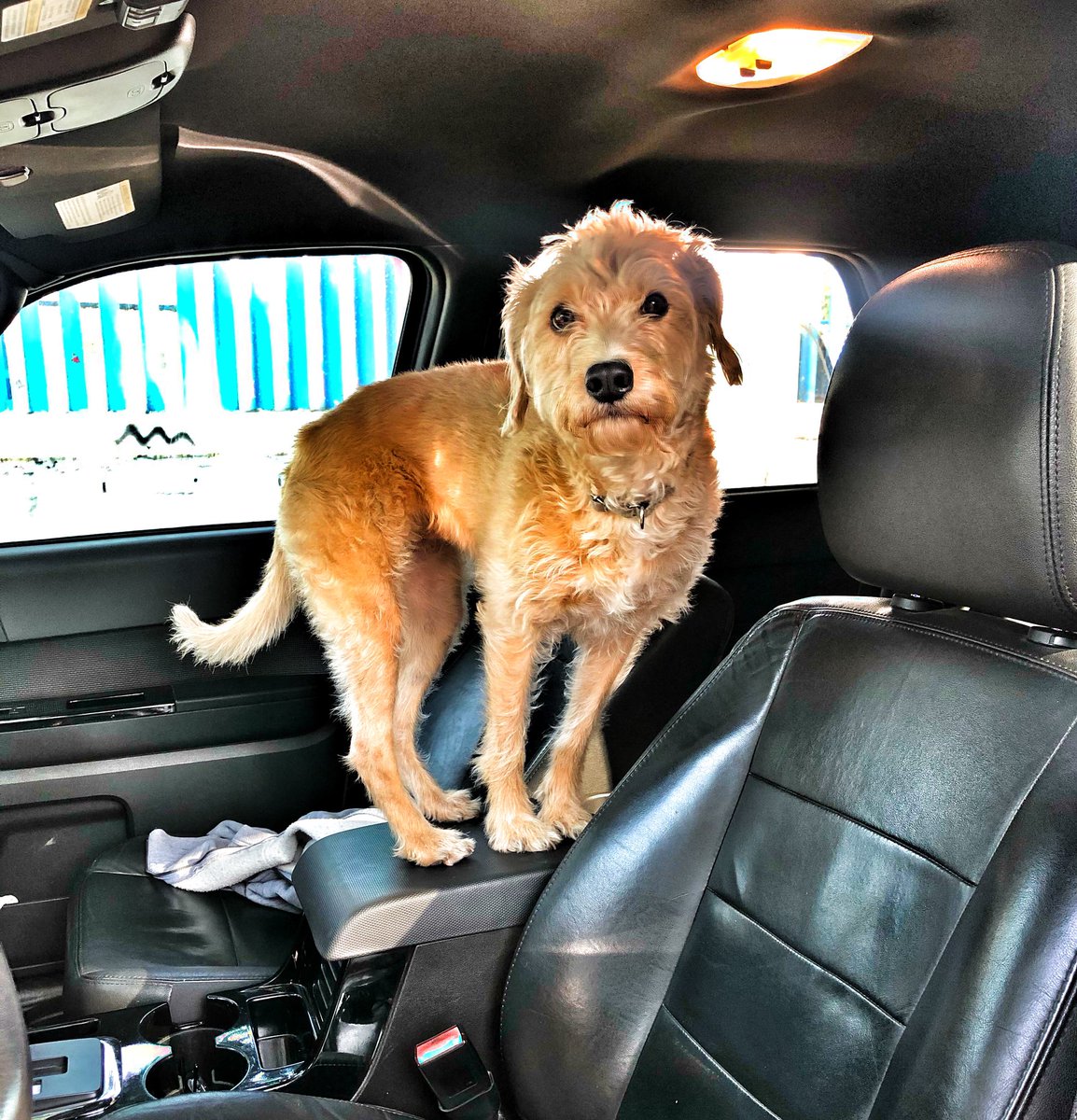 Alex7ny's tweet image. No tengo pruebas pero tampoco dudas. Esta perrita en su otra vida fue una cabra 🐐