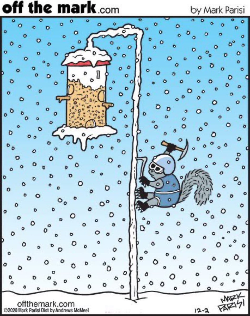 Squirrel always finds a way