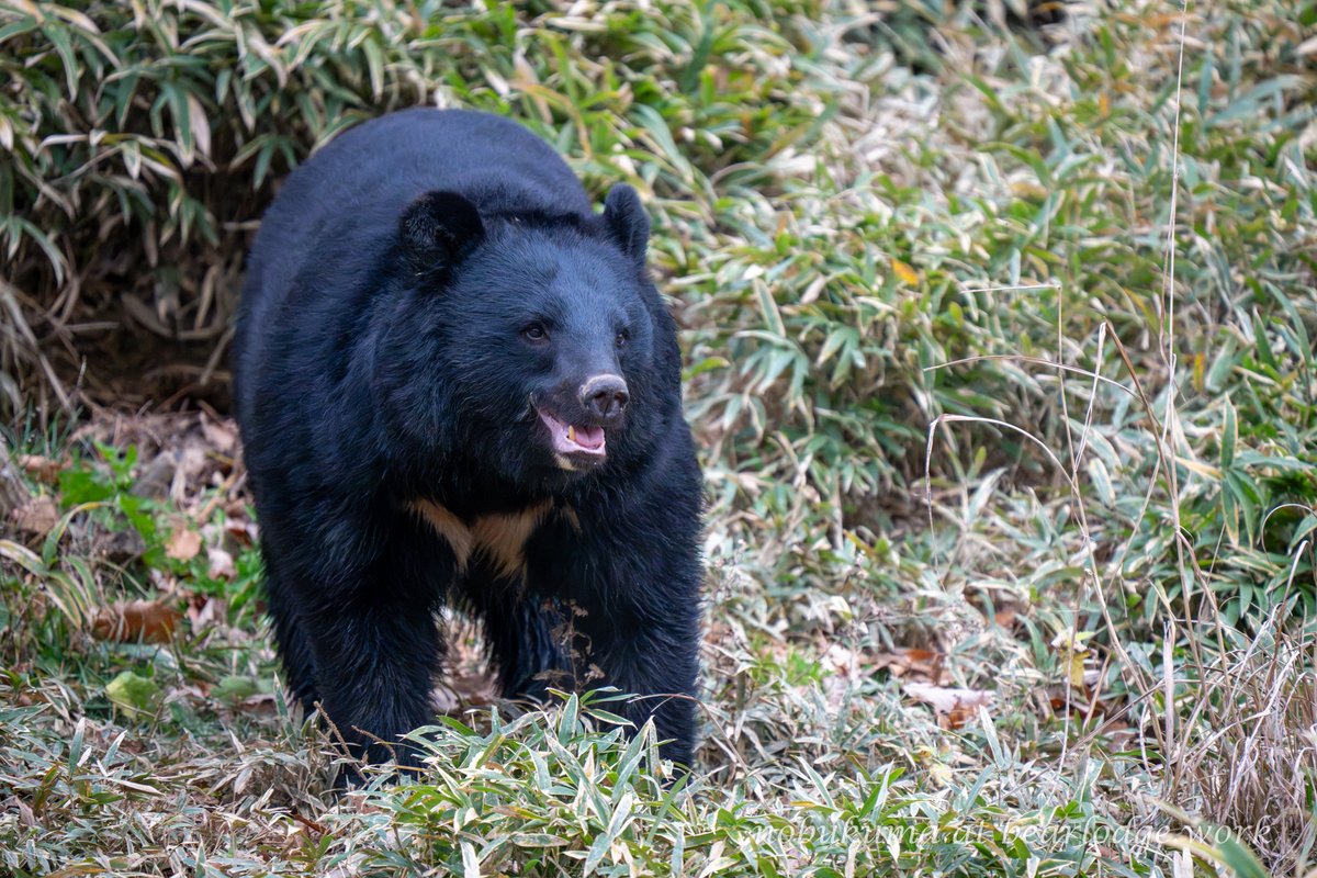 のぶクマ🐻C107 2日目 西あ-72b (西2) (@kumar0001) / Posts / X