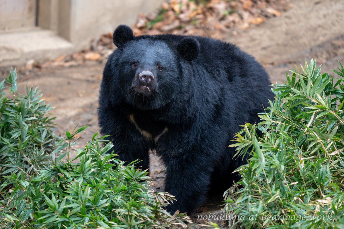 のぶクマ🐻C107 2日目 西あ-72b (西2) (@kumar0001) / Posts / X