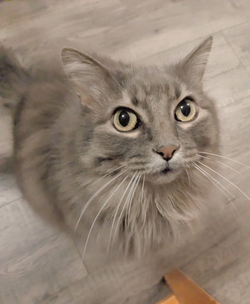 my parents were watching my cat for a week while I was out of town and when i came over she ran to me meowing and hasn't left my side 😭

she's very much not cuddly or vocal, im so 😭😭😭 my babyyyy