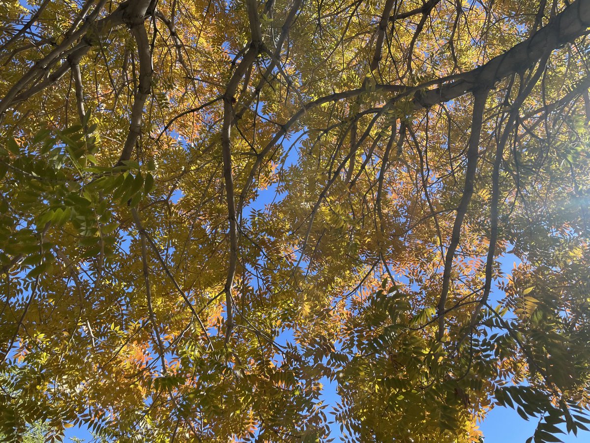 TomilkinaDesign's tweet photo. December #decemberinnv #nevada #nevadalv #gettingcold #stillsunny #bluesky #skyandleafs https://t.co/GAmUsAEa9o