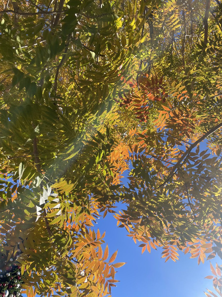 TomilkinaDesign's tweet photo. December #decemberinnv #nevada #nevadalv #gettingcold #stillsunny #bluesky #skyandleafs https://t.co/GAmUsAEa9o