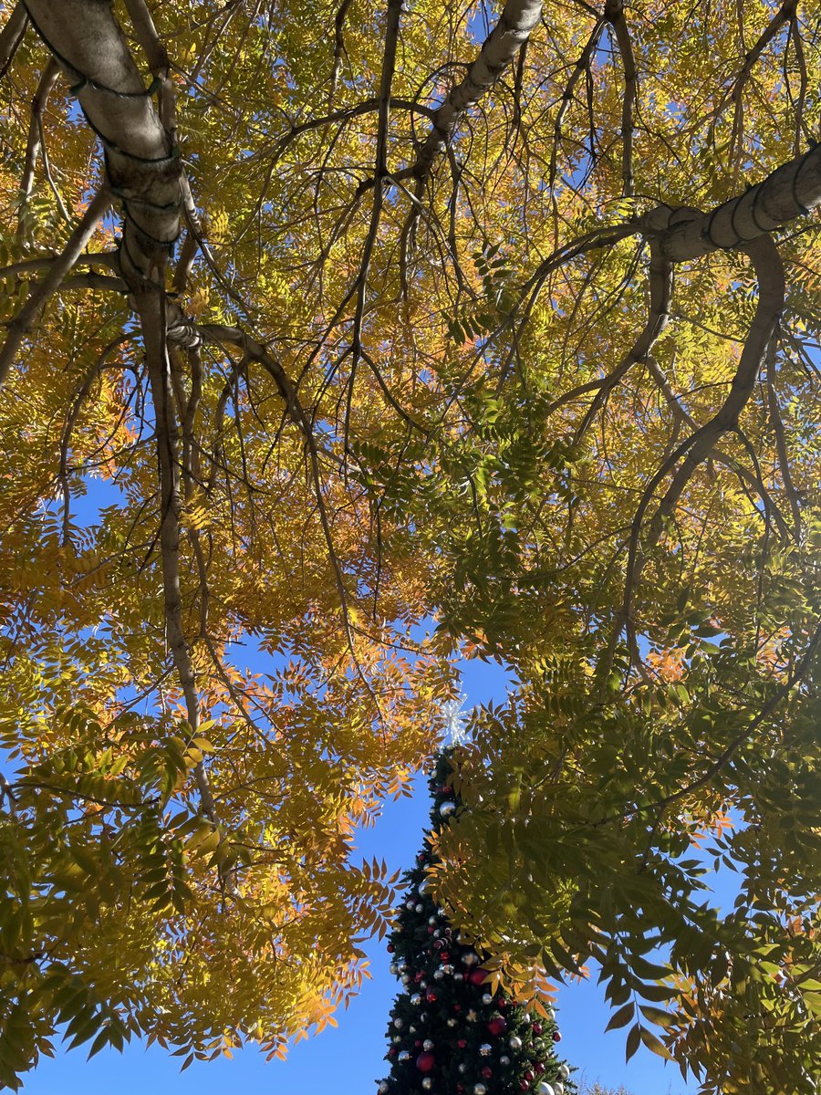 TomilkinaDesign's tweet photo. December #decemberinnv #nevada #nevadalv #gettingcold #stillsunny #bluesky #skyandleafs https://t.co/GAmUsAEa9o