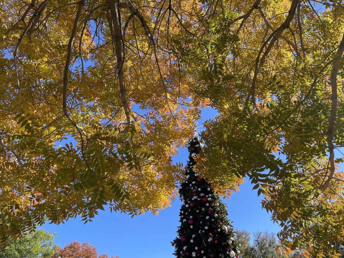 TomilkinaDesign's tweet photo. December #decemberinnv #nevada #nevadalv #gettingcold #stillsunny #bluesky #skyandleafs https://t.co/GAmUsAEa9o