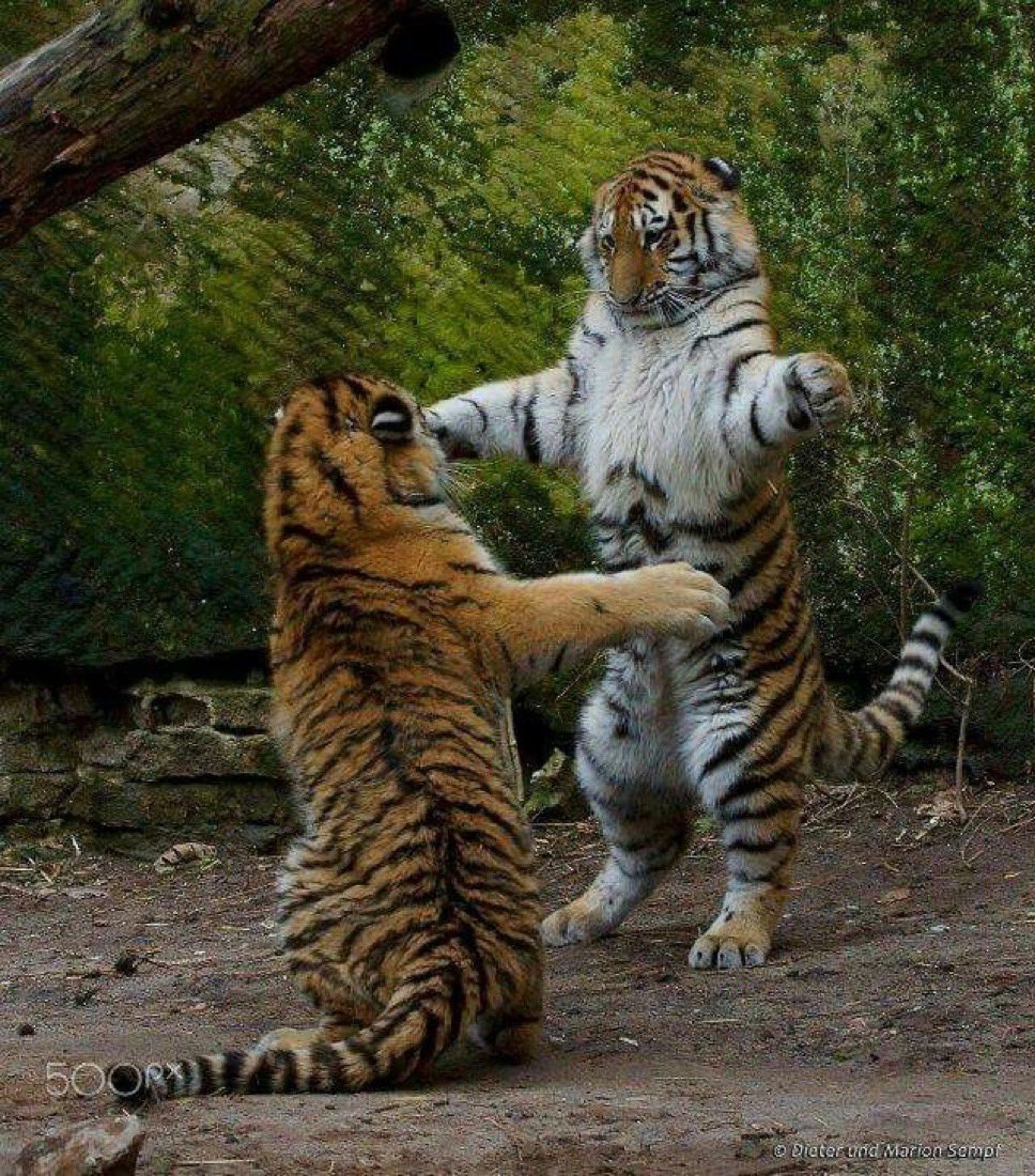 𝑱𝑬𝑭𝑬 𝑫𝑬 𝑳𝑨 𝑩𝑨𝑹𝑹𝑨🦁 tweet media