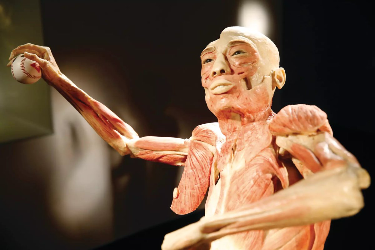 RachelZader's tweet image. Fascinated with the huge controversy over the Bodies Exhibit - Basically, journalists believe the plasticized (real!) human corpses were murdered, and obtained through sketchy practices. The victims include forgotten mental health patients, prisoners, Falun Gong practitioners…