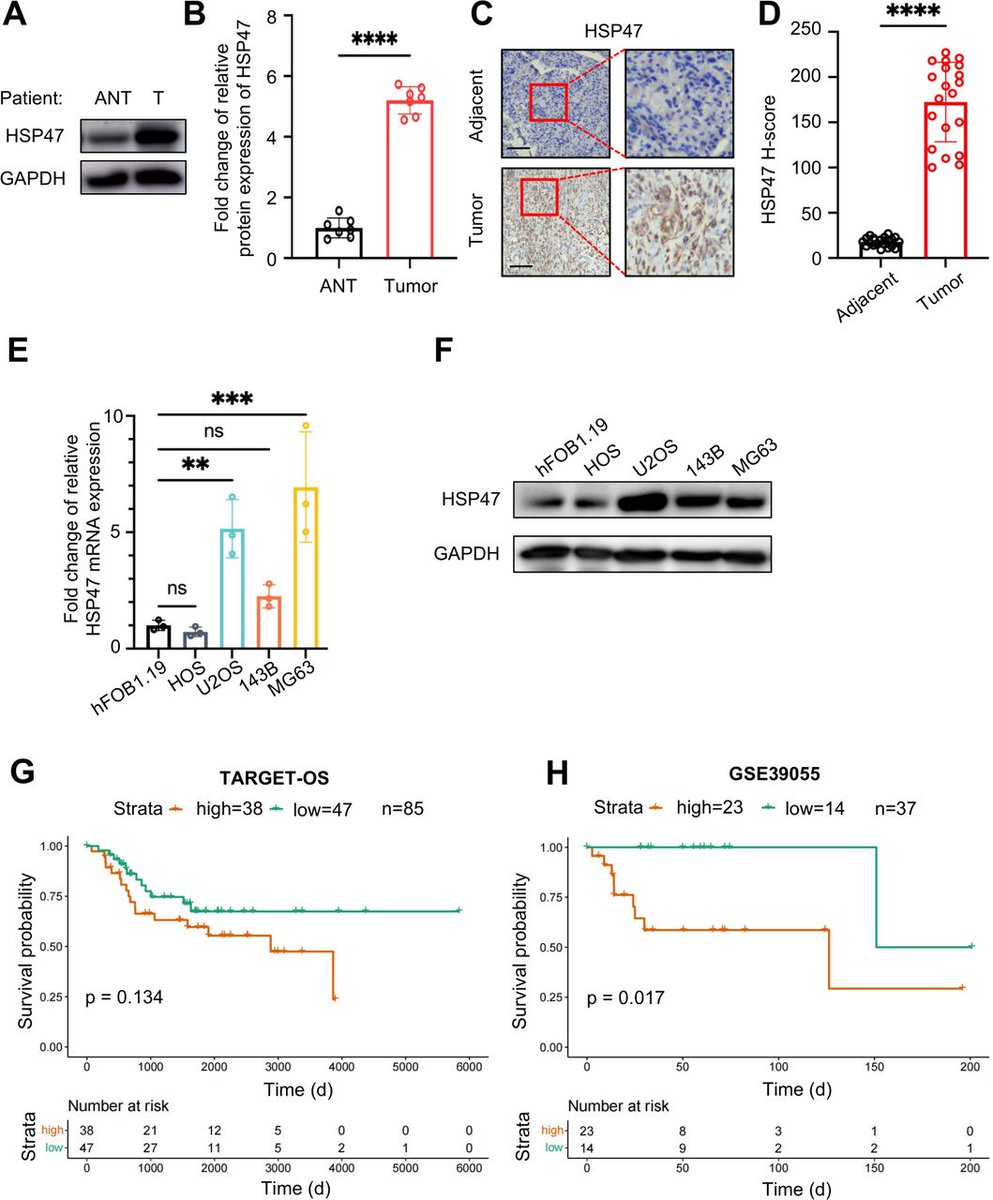 New #JITC article: HSP47 inhibition-induced CD155 expression