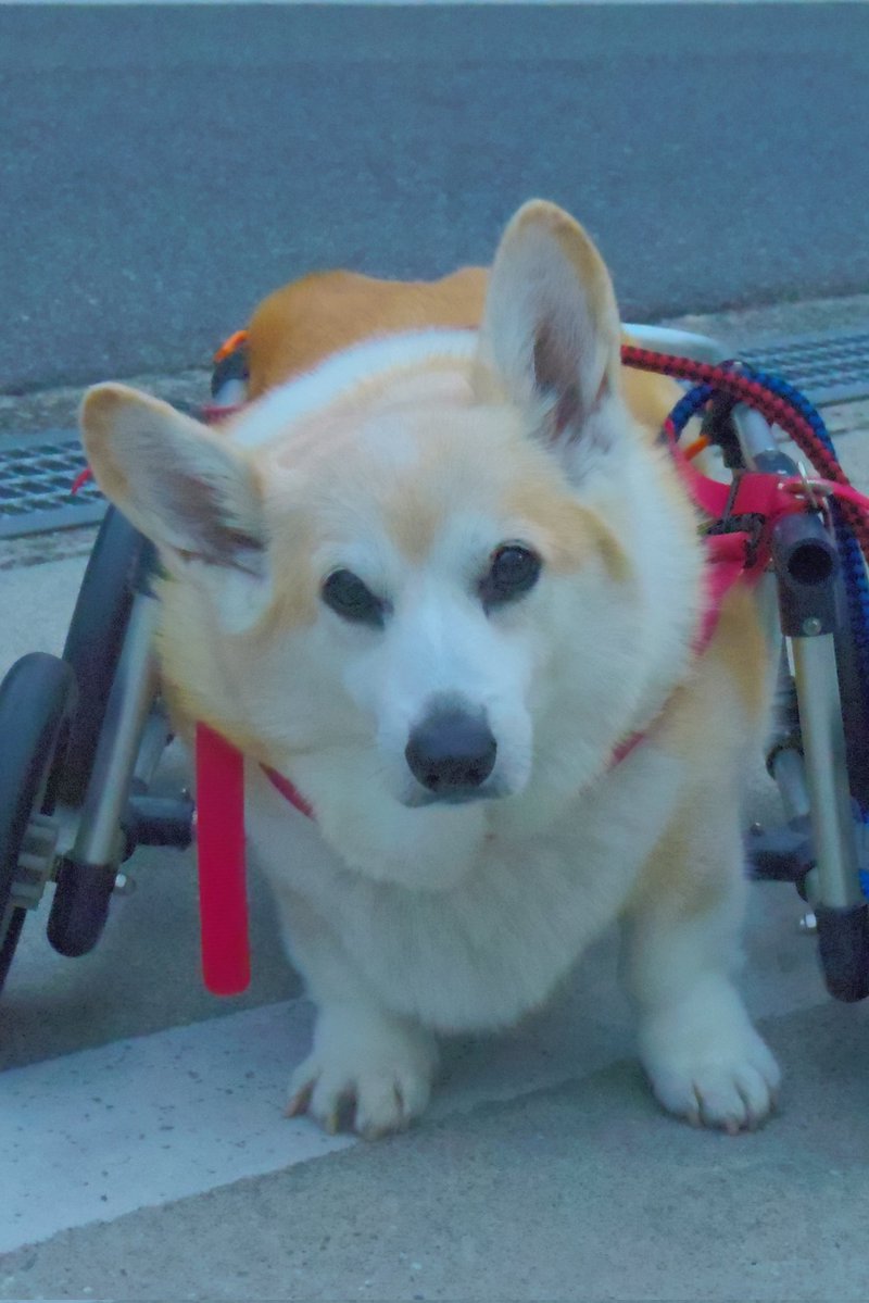 Buddy1957090828's tweet image. 『郵便局前に到着です』
郵便局前に到着です。
#コーギー #corgi #Buddy君