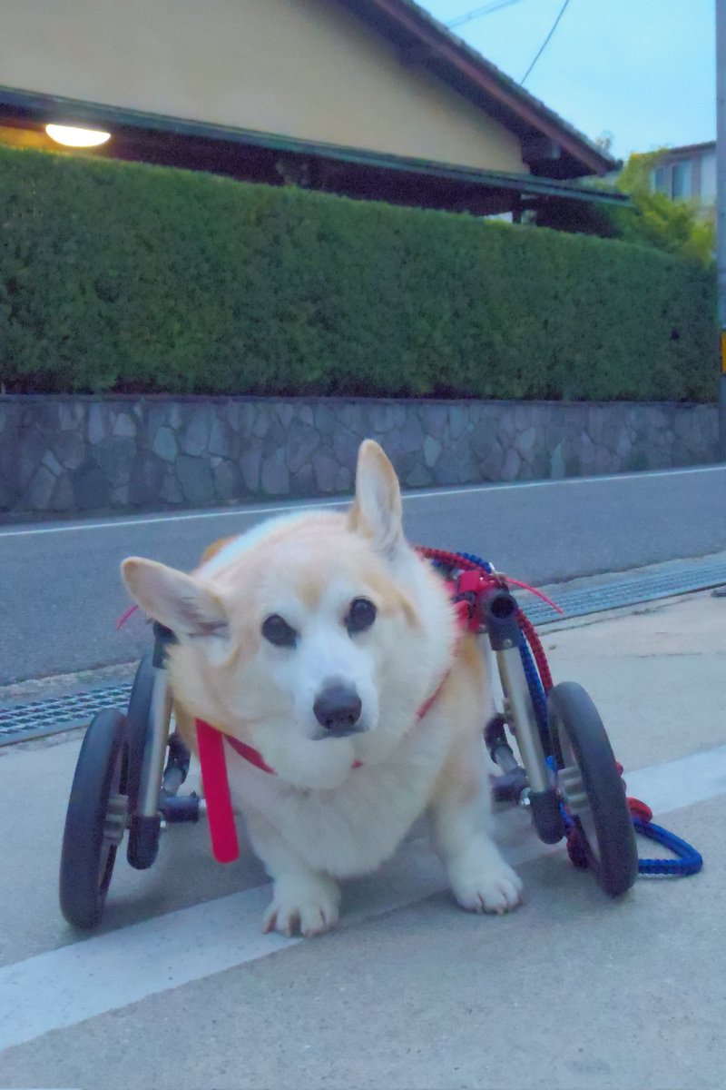 Buddy1957090828's tweet image. 『郵便局前に到着です』
郵便局前に到着です。
#コーギー #corgi #Buddy君