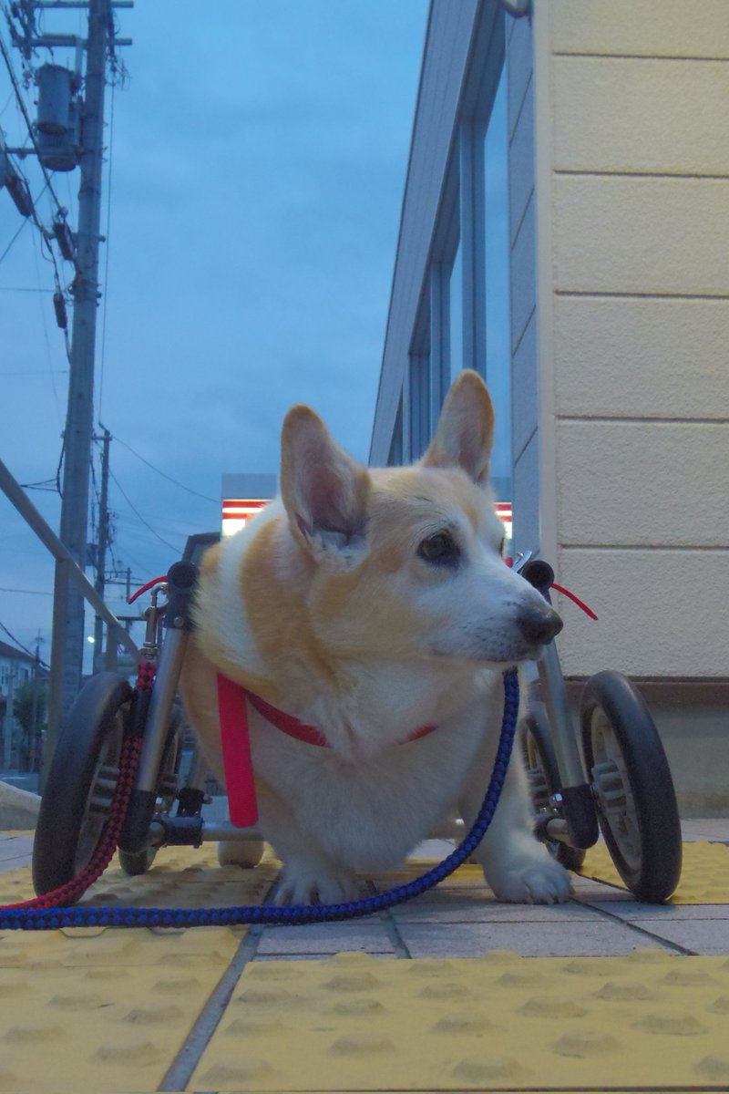 Buddy1957090828's tweet image. 『郵便局前に到着です』
郵便局前に到着です。
#コーギー #corgi #Buddy君
