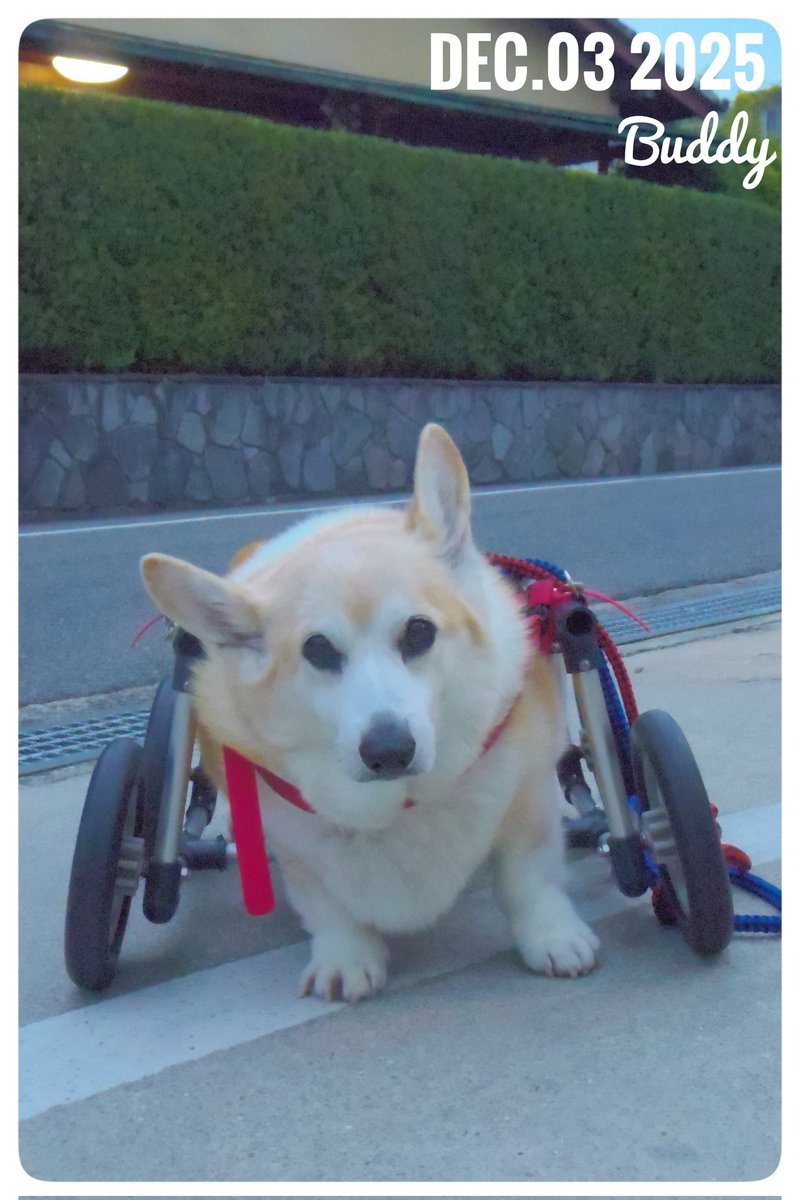 Buddy1957090828's tweet image. 『朝のお散歩終了です』
朝のお散歩 終了です。 雲の多い朝です。 朝の寒さはそれほど 厳しくはないですが、 日中はなかなか気温が上がらないようです。 それよりも 曇天の下、 なかなか明るくならない事に滅入ってしまいます。
#コーギー #corgi #Buddy君