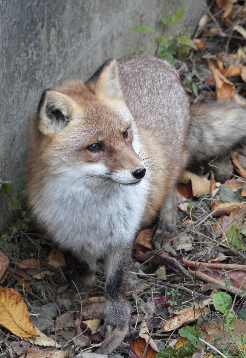 おはっさく🦊💕