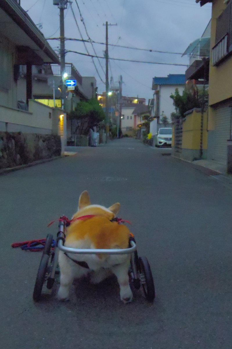 Buddy1957090828's tweet image. 『お散歩に向かいましょう』
では お散歩に向かいましょう。
Iso6400で 撮影です。
#コーギー #corgi #Buddy君