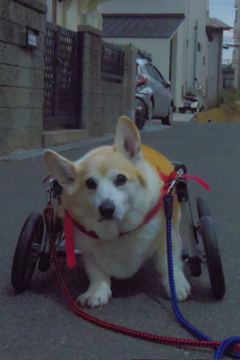 Buddy1957090828's tweet image. 『お散歩に向かいましょう』
では お散歩に向かいましょう。
Iso6400で 撮影です。
#コーギー #corgi #Buddy君