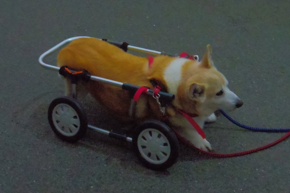 Buddy1957090828's tweet image. 『お散歩に向かいましょう』
では お散歩に向かいましょう。
Iso6400で 撮影です。
#コーギー #corgi #Buddy君