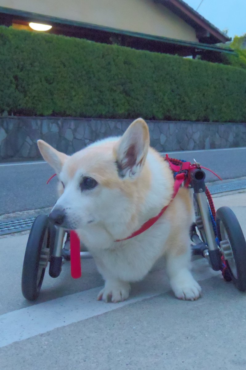 Buddy1957090828's tweet image. 『見送るBuddy君』
私のお友達のトイプードルのチョコちゃんを見送るBuddy君です。
#コーギー #corgi #Buddy君