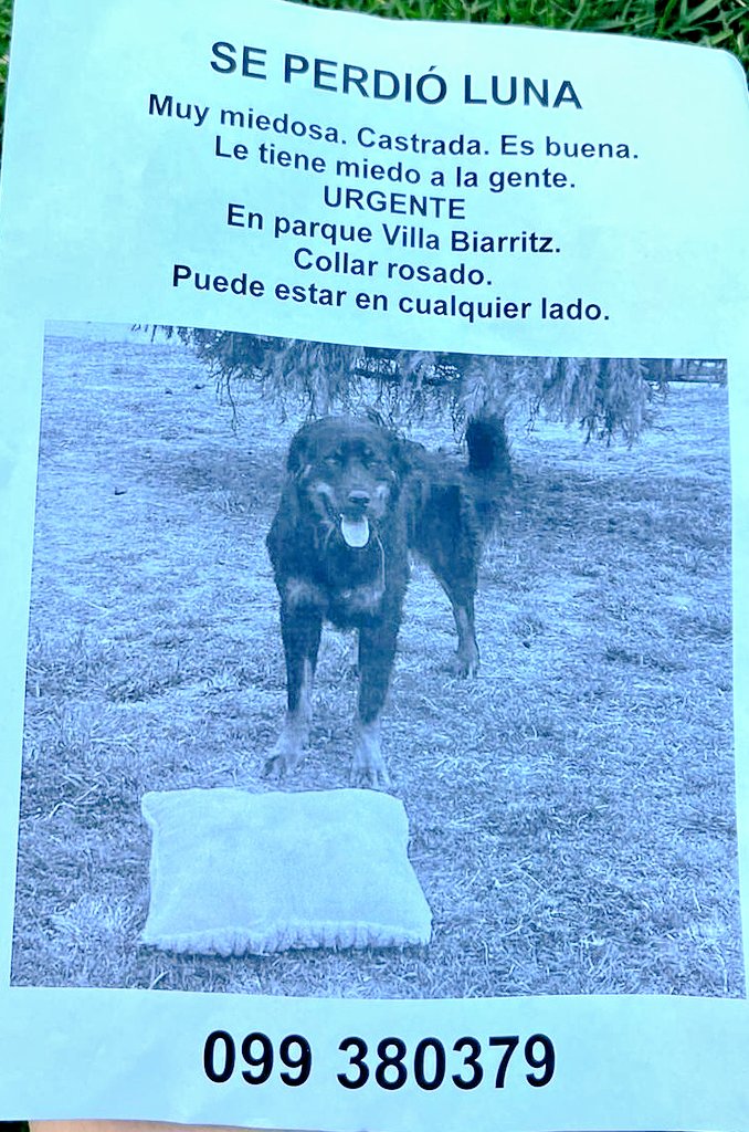 AltaFachaUy's tweet photo. #TwitterEsServicio ⚠️

Se agradece compartir. 
Hay una familia desesperada buscándola. 🙏🏼

Por favor compartí y si la ves, llama enseguida al número que figura en la foto 👇 https://t.co/eX7JeGqjkc